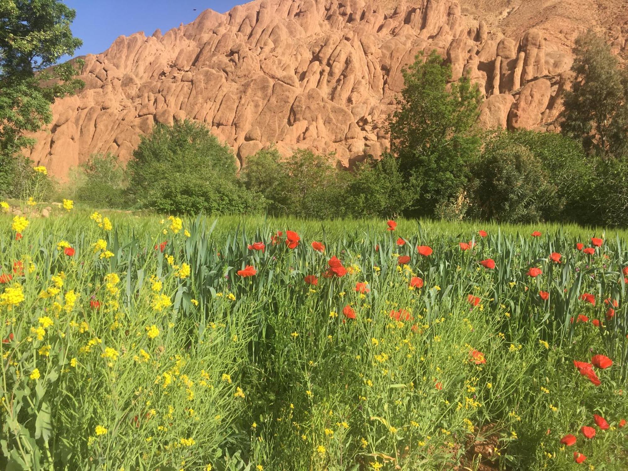 Tafsut Dades Guesthouse Stay With Locals Tamellalt  Exterior photo